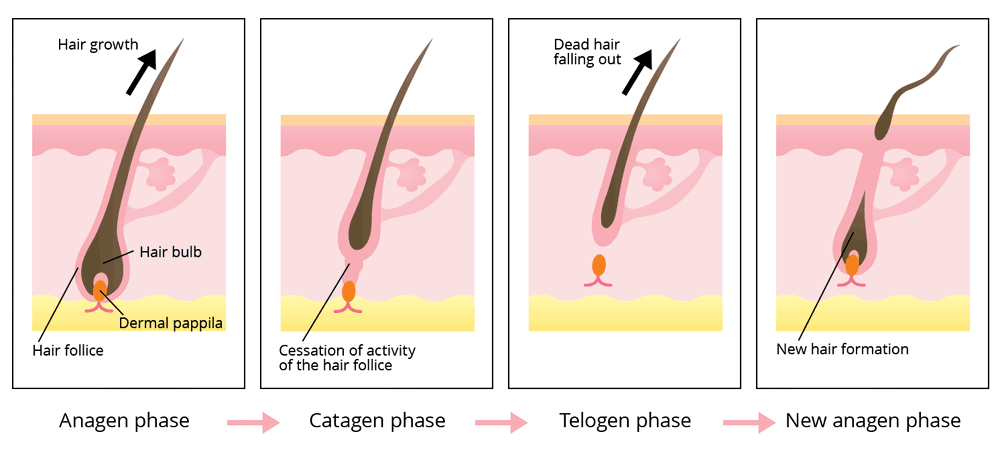 Diode hair removal laser growth cycle